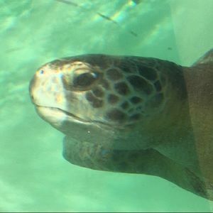 Meet your Posher, Fanny